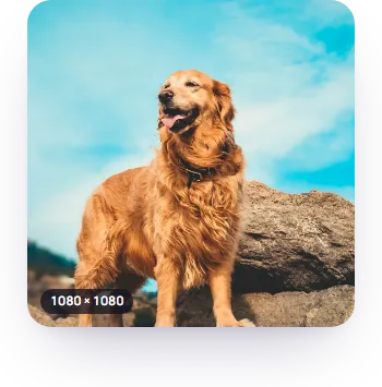 A golden retriever's Instagram profile picture at full size, 1080 × 1080